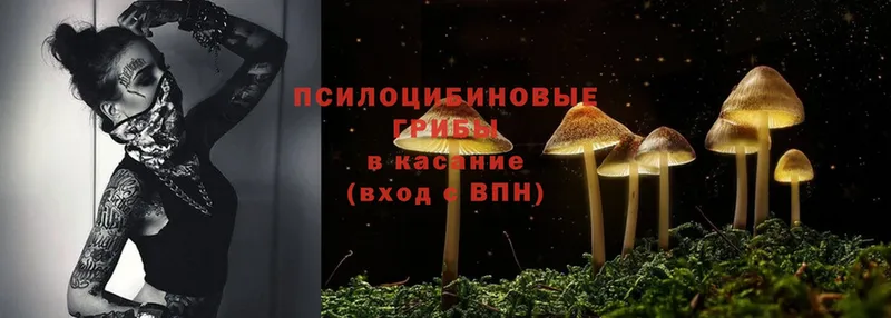 закладка  Георгиевск  Галлюциногенные грибы Magic Shrooms 